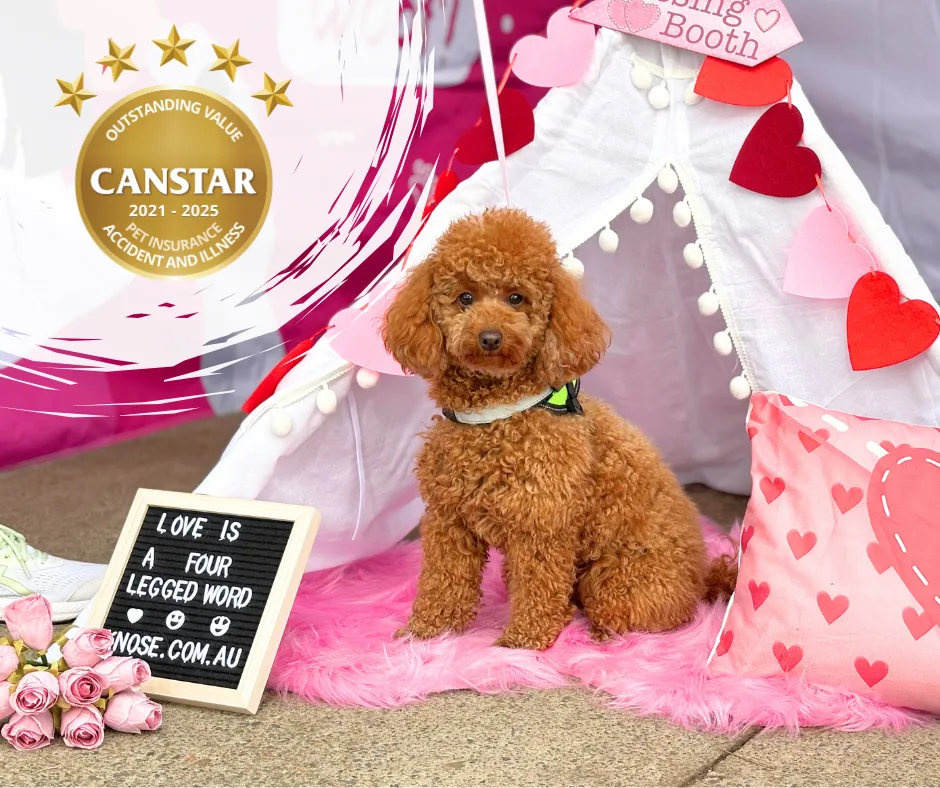 Canstar 2025 winner - Knose Pet Insurance Outstanding Value Award – Accident & Illness Pet Insurance 2025