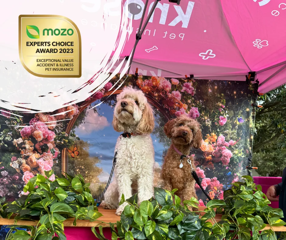 Mozo 2025 winner - Knose Pet Insurance Exceptional Quality Pet Insurance 2025