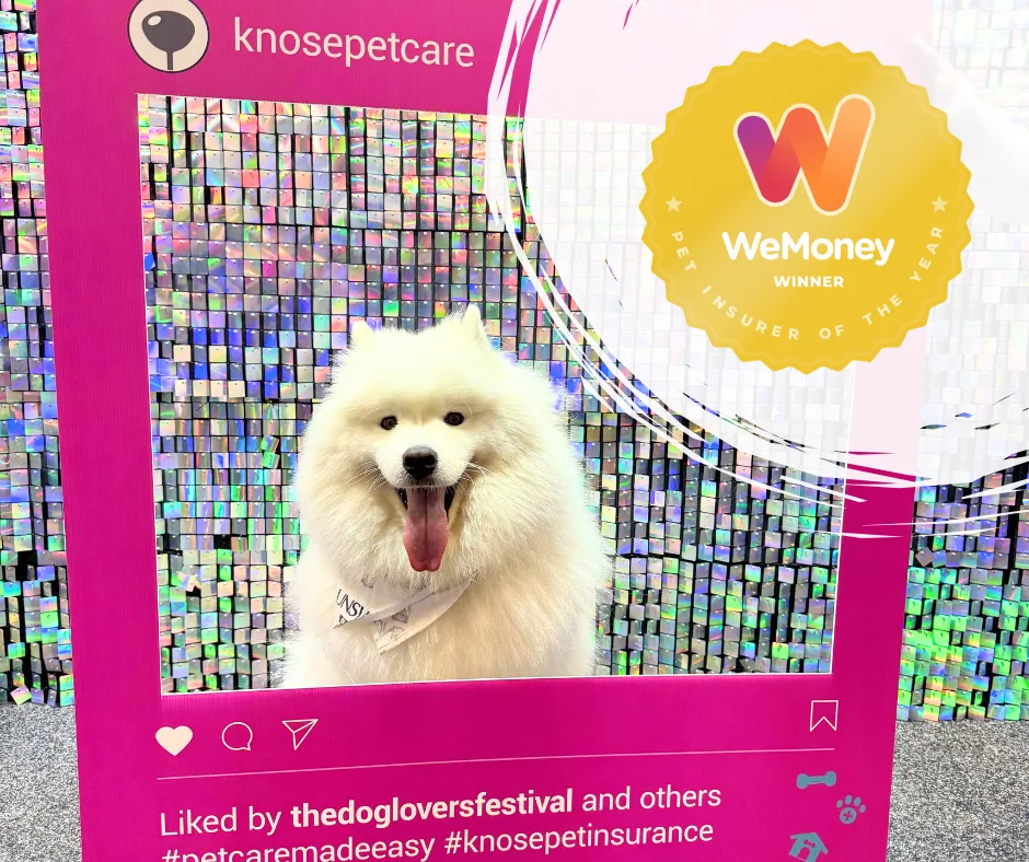 WeMoney 2025 winner - Knose Pet Insurance Pet Insurer of the Year 2025; Best for Quality 2025; Best for Flexibility 2025