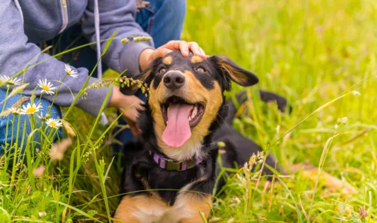 Knose Wins 5 Pet Insurance Awards in 2025