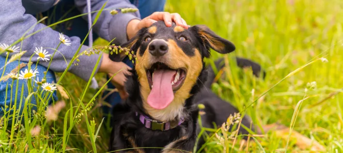 Knose Wins 5 Pet Insurance Awards in 2025