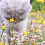 small white kitten sniffing flowers on a green summer lawn, looking with curiosity at something in the grass