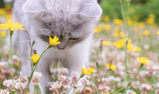small white kitten sniffing flowers on a green summer lawn, looking with curiosity at something in the grass