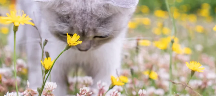 Bee Stings in Cats: What to Do When Curiosity Bites Back