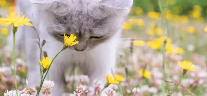Bee Stings in Cats: What to Do When Curiosity Bites Back