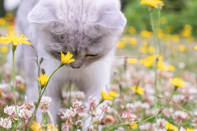 small white kitten sniffing flowers on a green summer lawn, looking with curiosity at something in the grass