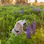 Golden retriever dog sniffing flowers
