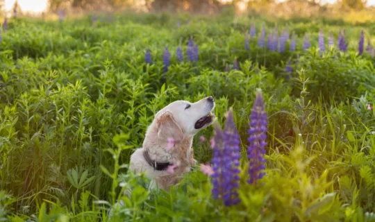 The Buzz on Bee and Wasp Stings in Dogs