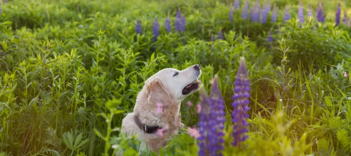 The Buzz on Bee and Wasp Stings in Dogs