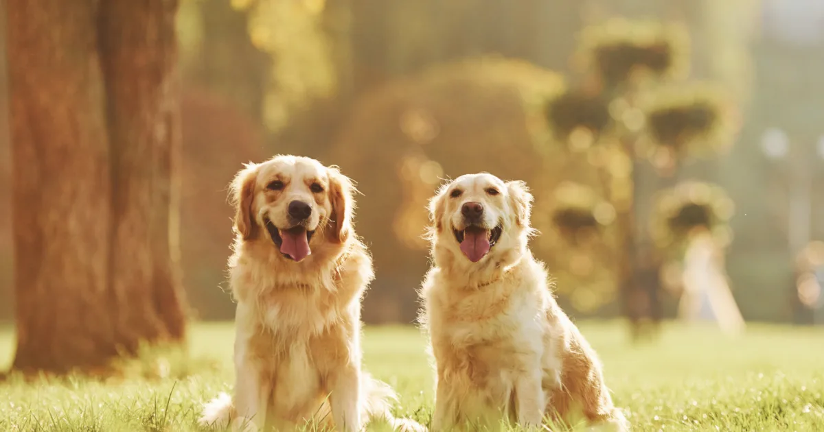 Two beautiful Golden Retriever dogs have a walk outdoors in the park together