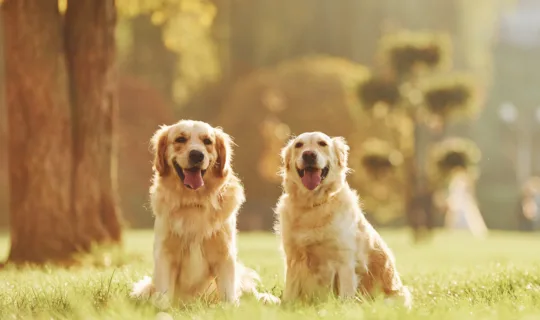 Knose Celebrates Golden Retrievers on the Gold Coast