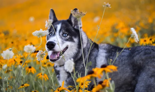Allergies in Dogs: Causes, Symptoms, and Vet-Approved Tips