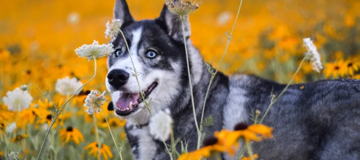 Allergies in Dogs: Causes, Symptoms, and Vet-Approved Tips