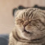 Cute cat Scottish Fold about to sneeze