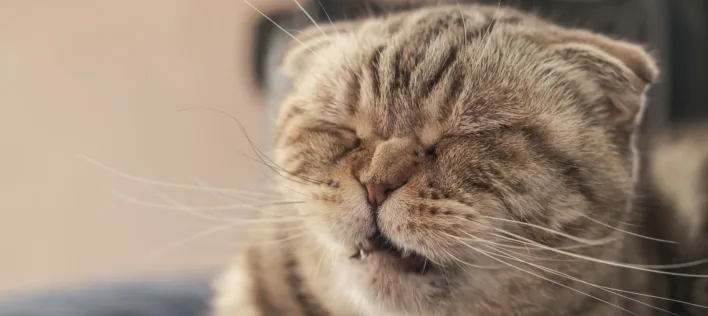 Allergies in Cats: Vet-Approved Tips for Prevention and Relief