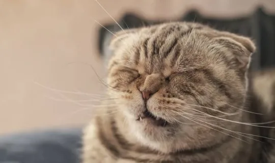 Cute cat Scottish Fold about to sneeze