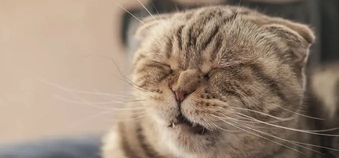 Allergies in Cats: Vet-Approved Tips for Prevention and Relief