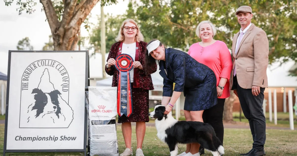 Border Collie Breeders