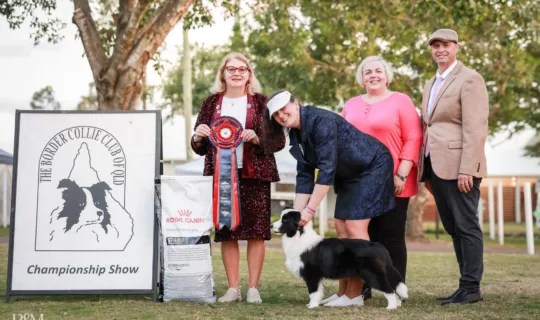 Border Collie Breeders