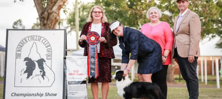 Top questions you should ask your Border Collie Breeder