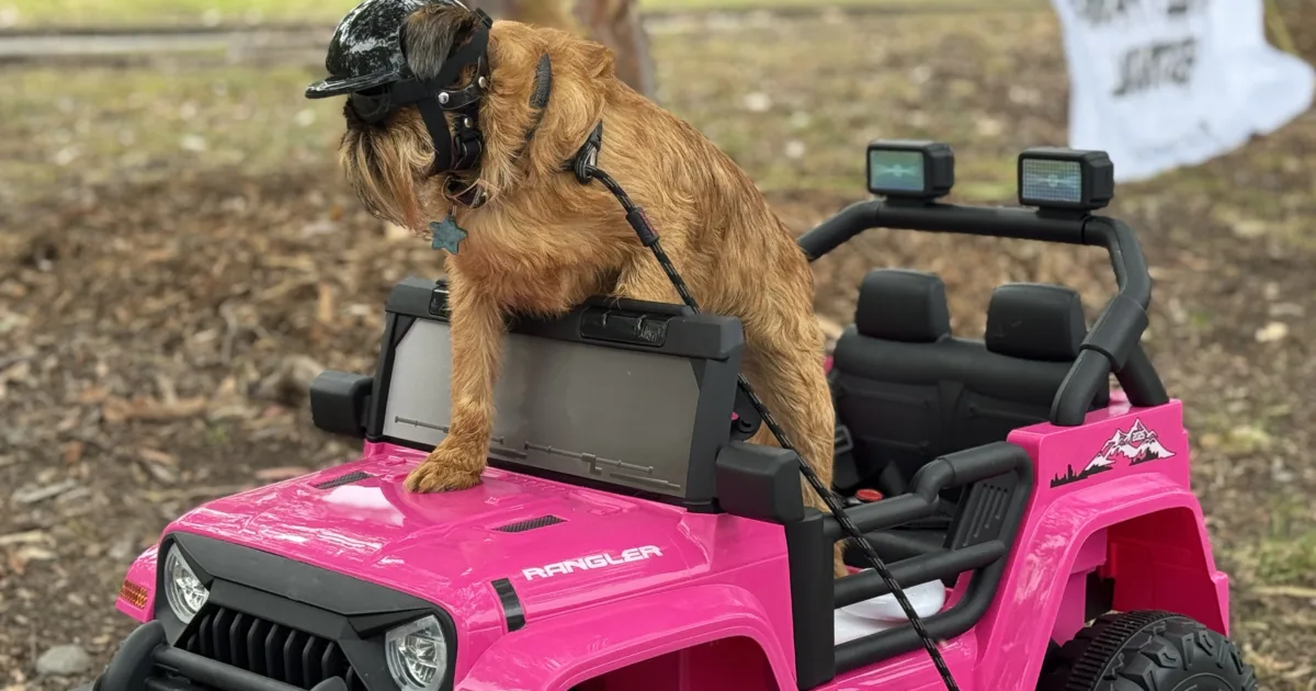 Javier the Knose dog ambassador