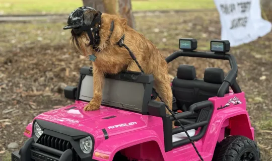 Javier the Knose dog ambassador