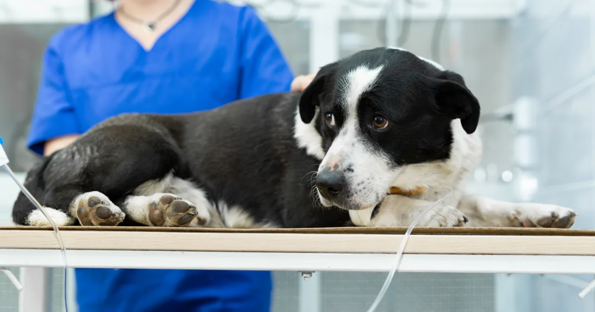 dog desexing on the vet table