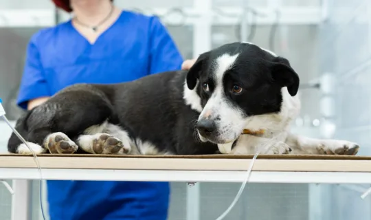 Desexing Dogs and Why It’s a Cut Above for Their Health