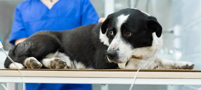 Desexing Dogs and Why It’s a Cut Above for Their Health