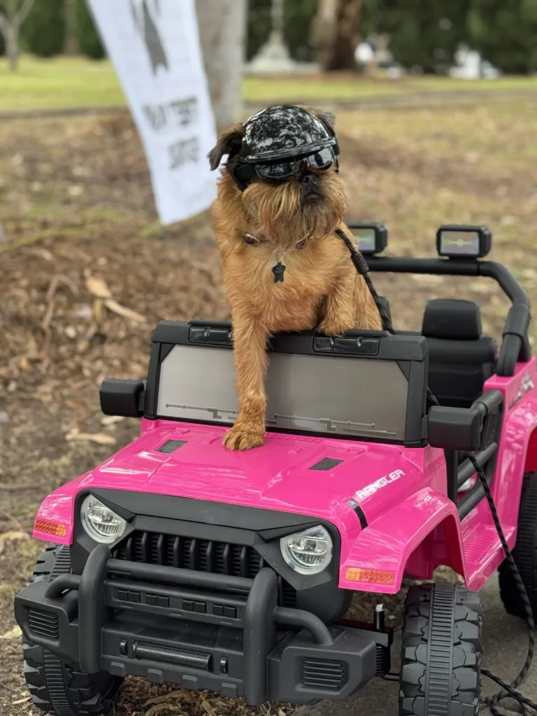 Dog in knose jeep