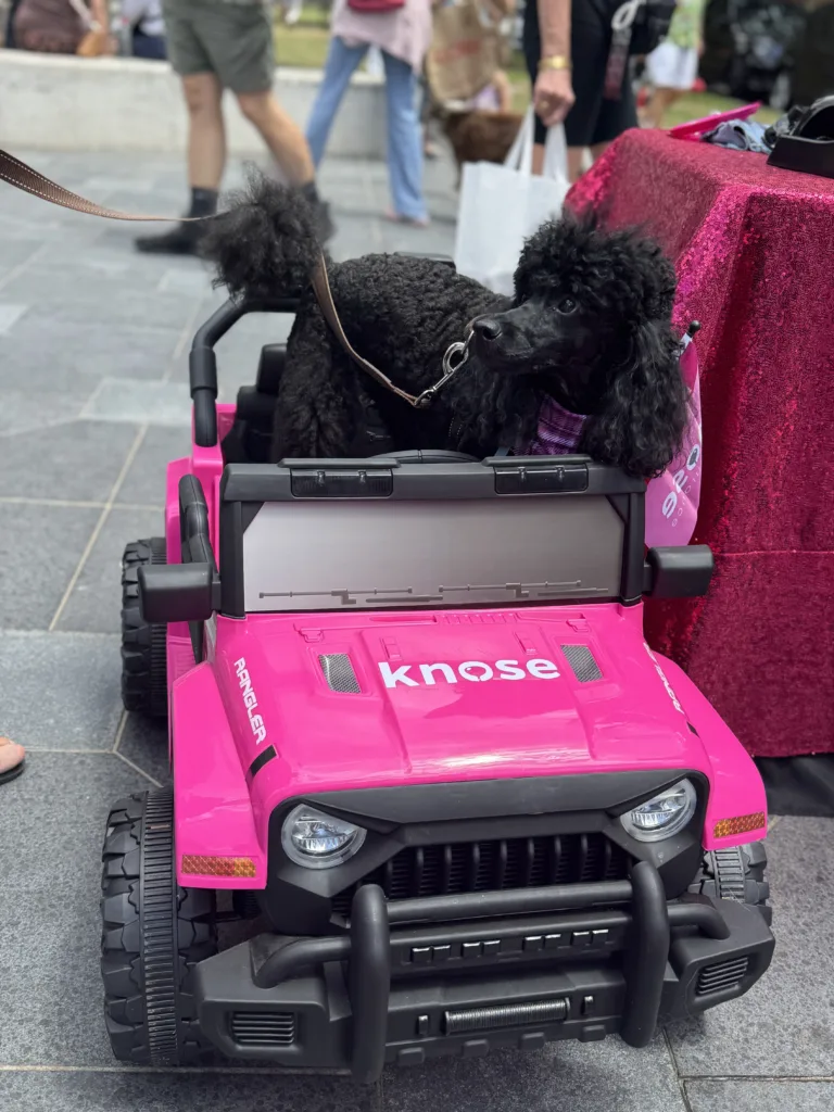 Black poodle riding the knose jeep