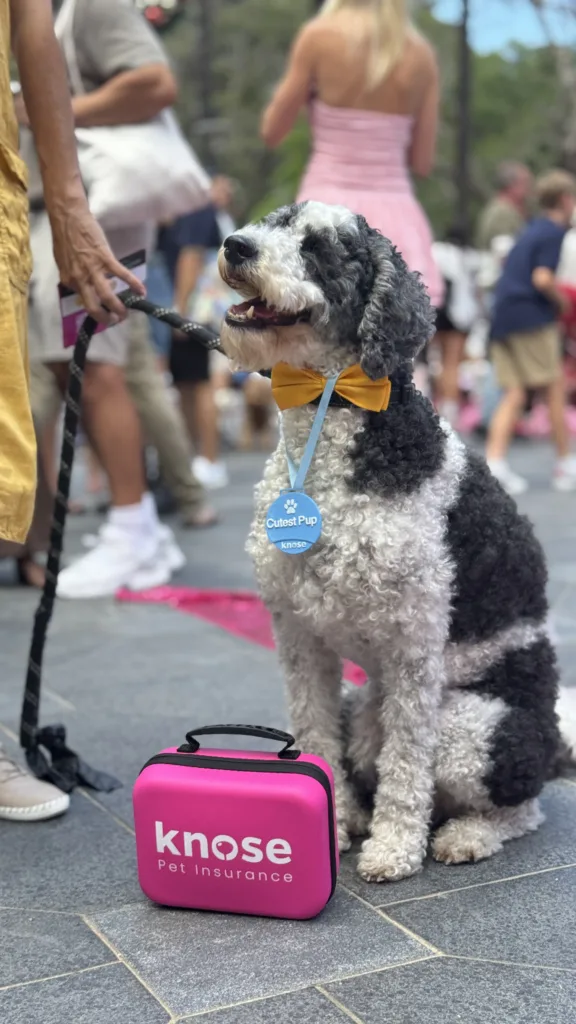 dog with knose pet aid kit