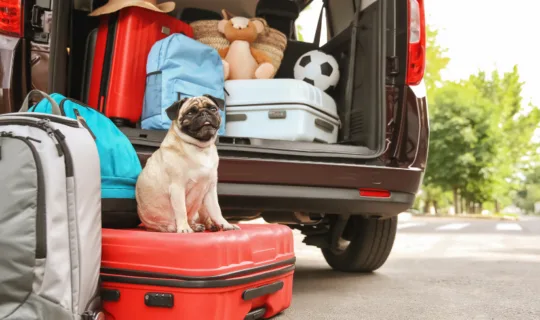 Dog with travel luggage
