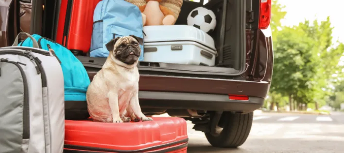 Travel tips for pets who love to explore (with their humans)