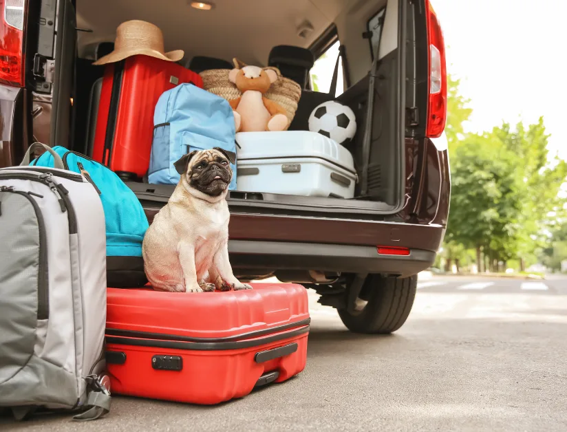 Dog with travel luggage