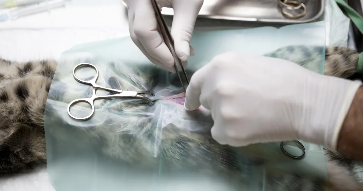 veterinarian make a sterilization on a cat