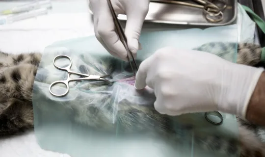 veterinarian make a sterilization on a cat