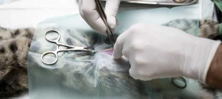 Why getting your cat desexed is actually a good idea