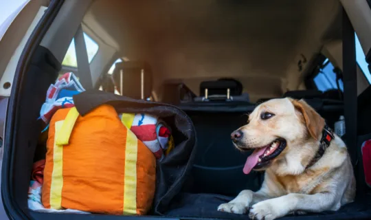 Traveling dog inside a car going on a trip