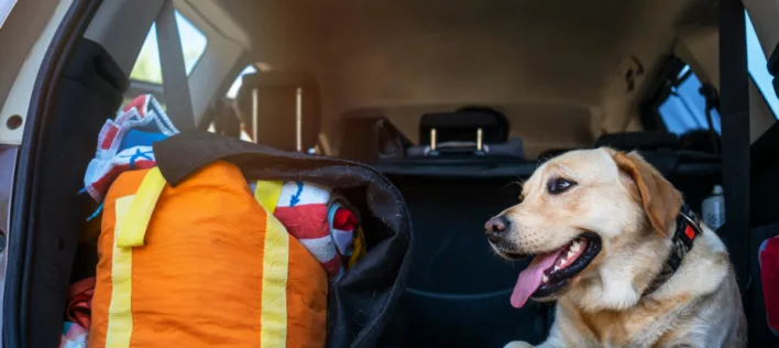 Travel Tails: Vet travel tips for adventures with pets