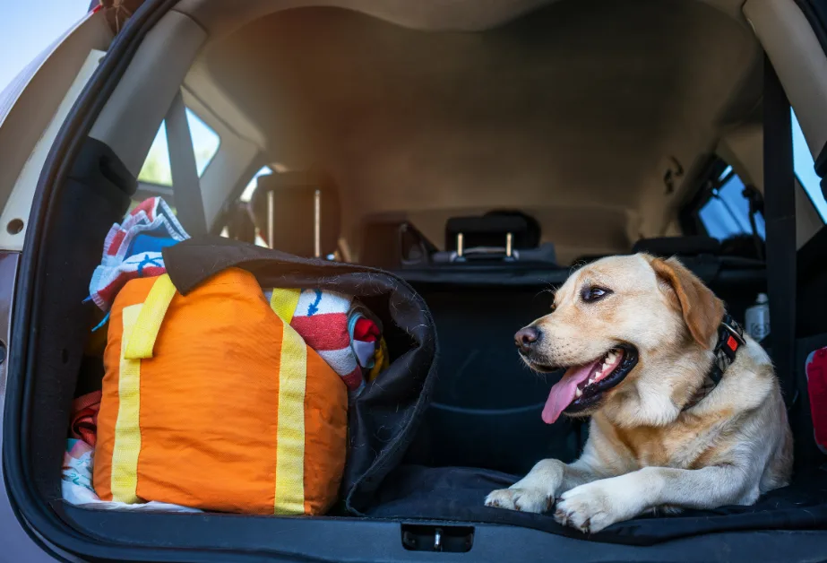 Traveling dog inside a car going on a trip