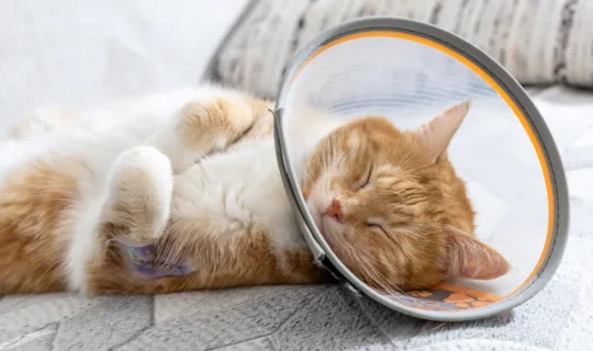 An injured orange cat with a recovery cone