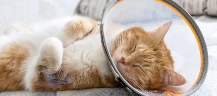 Why Your Indoor Cat Still Needs Flea and Worming Protection