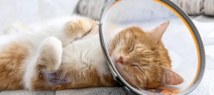 Why Your Indoor Cat Still Needs Flea and Worming Protection