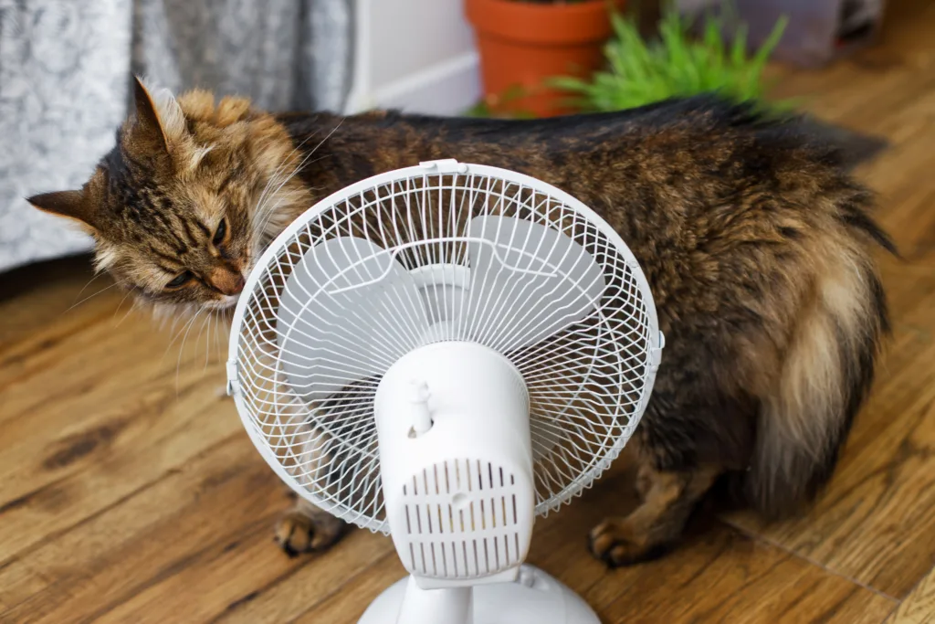 a domestic cat feeling hot in summer