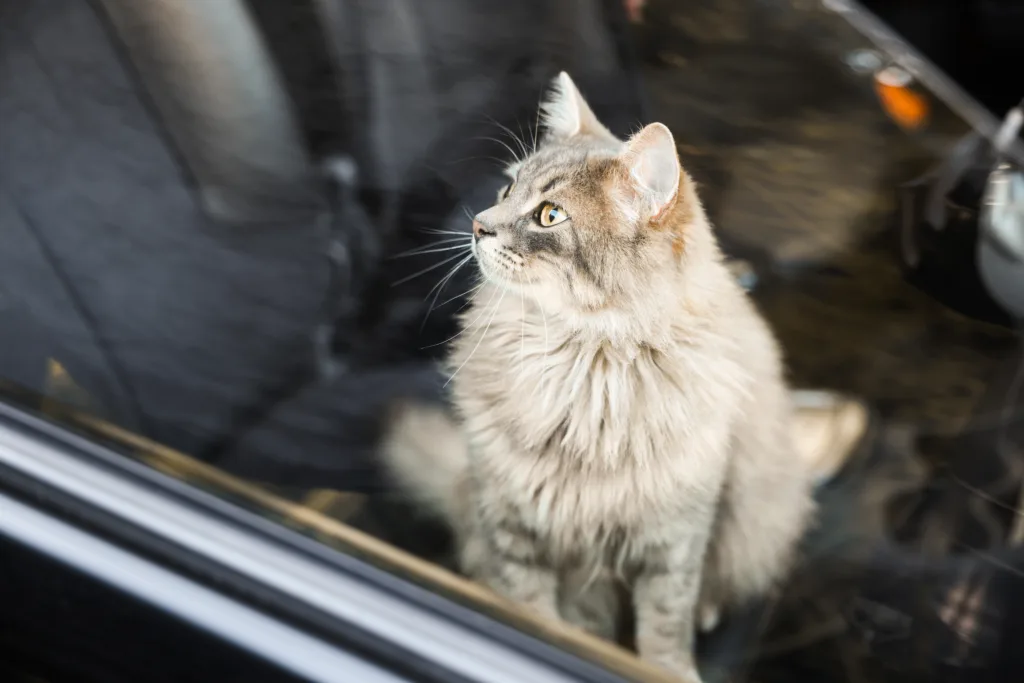 a grey cat sitting inside the car