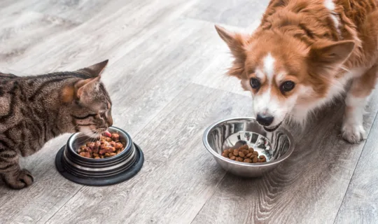 How to transition to new pet food without upsetting your pet’s stomach