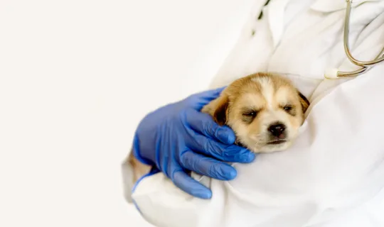 Parvovirus in puppies: The signs, risks, and what to do