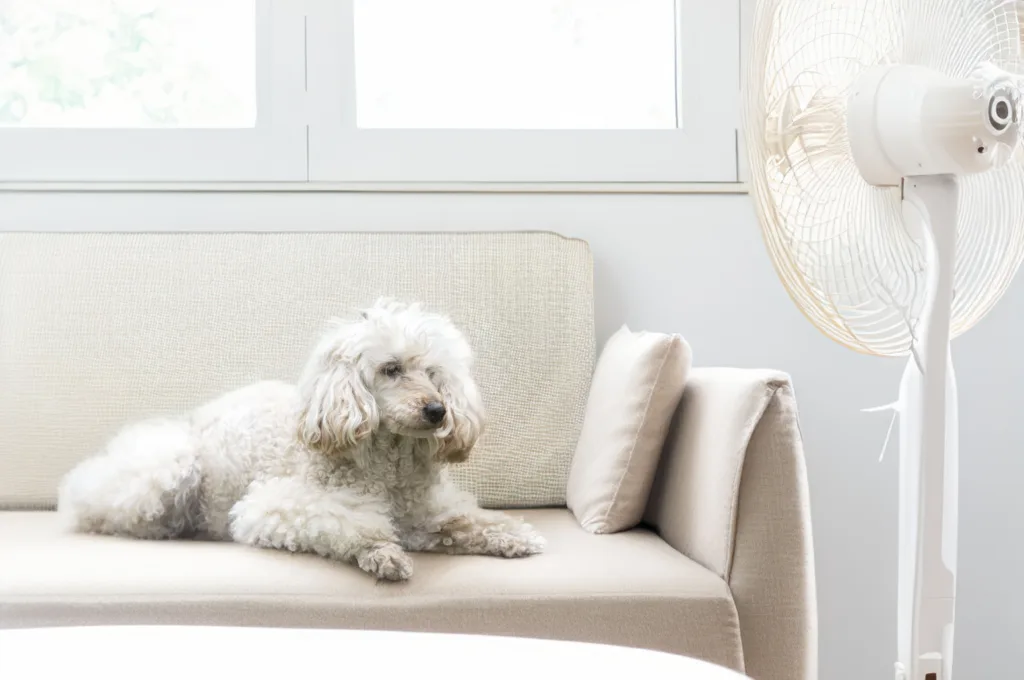 a white poodle laying on the couch in front of an electric fan in the summer