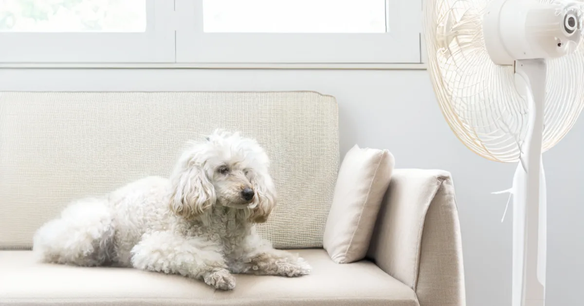 a white poodle laying on the couch in front of an electric fan in the summer